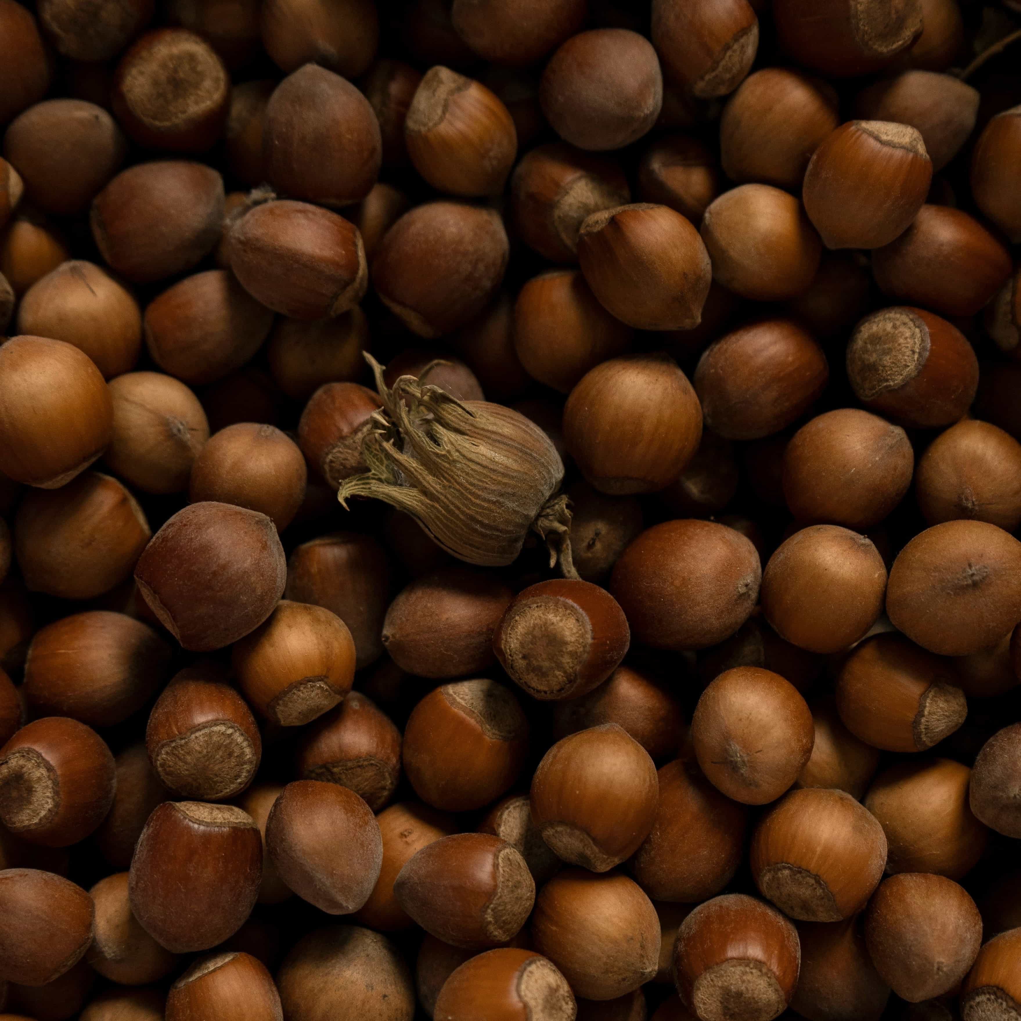 Hazelnut processing equipment