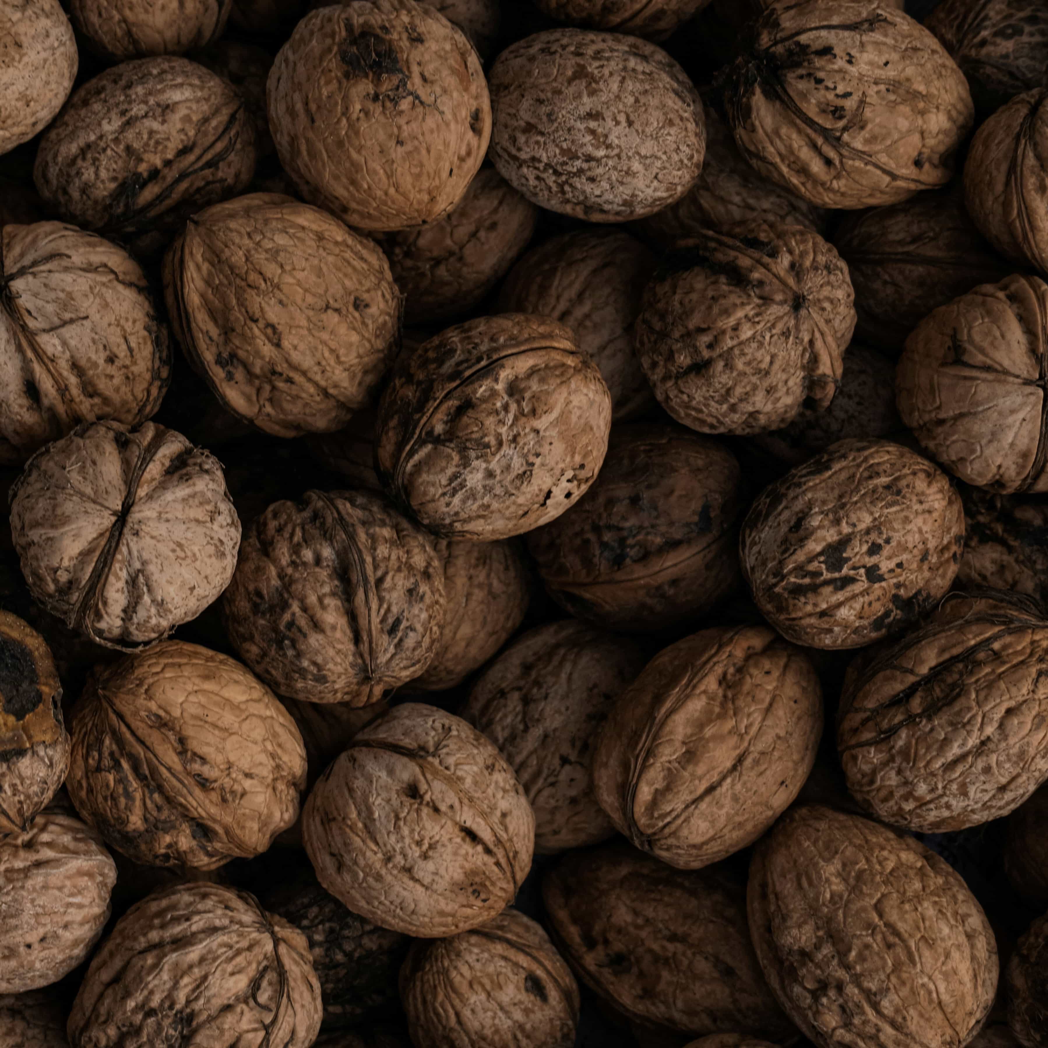 Walnut processing equipment