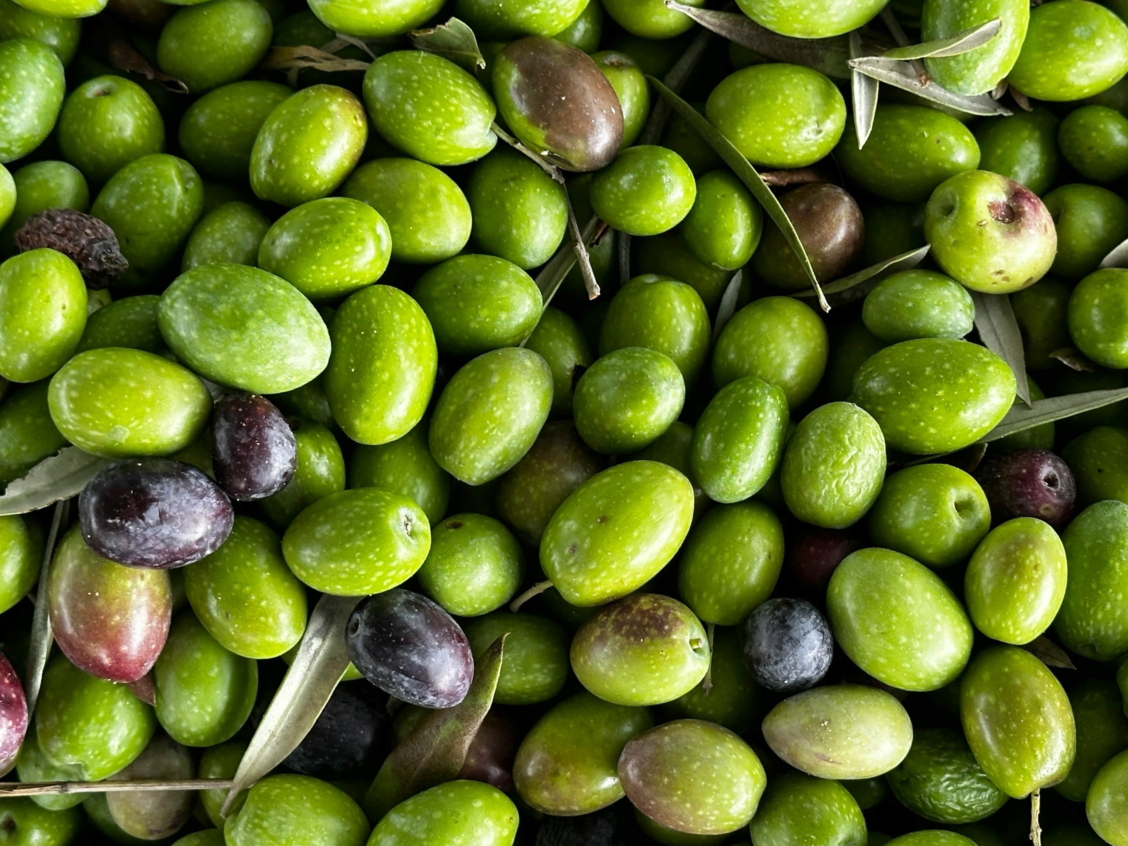 Olive processing equipment