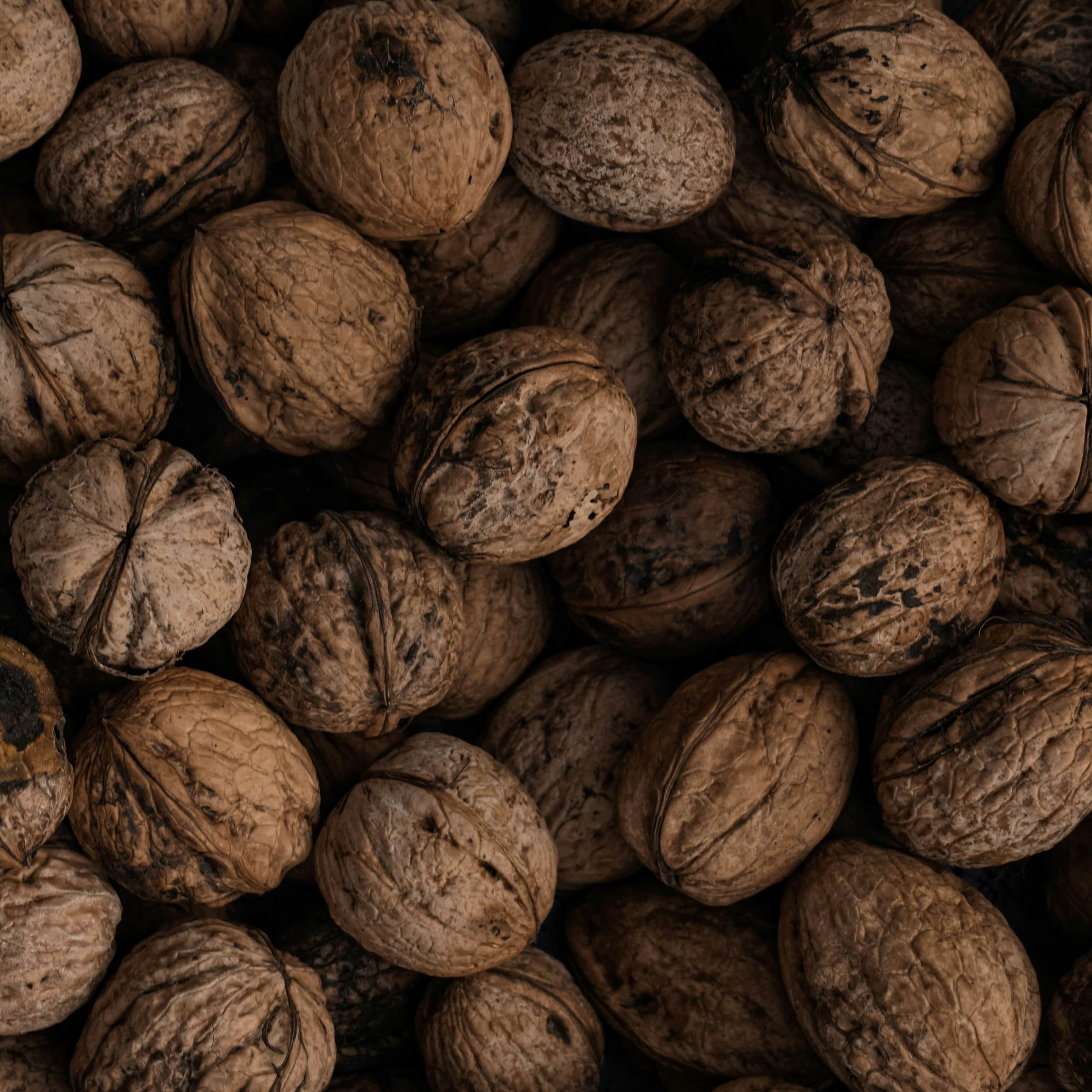 Walnut processing equipment