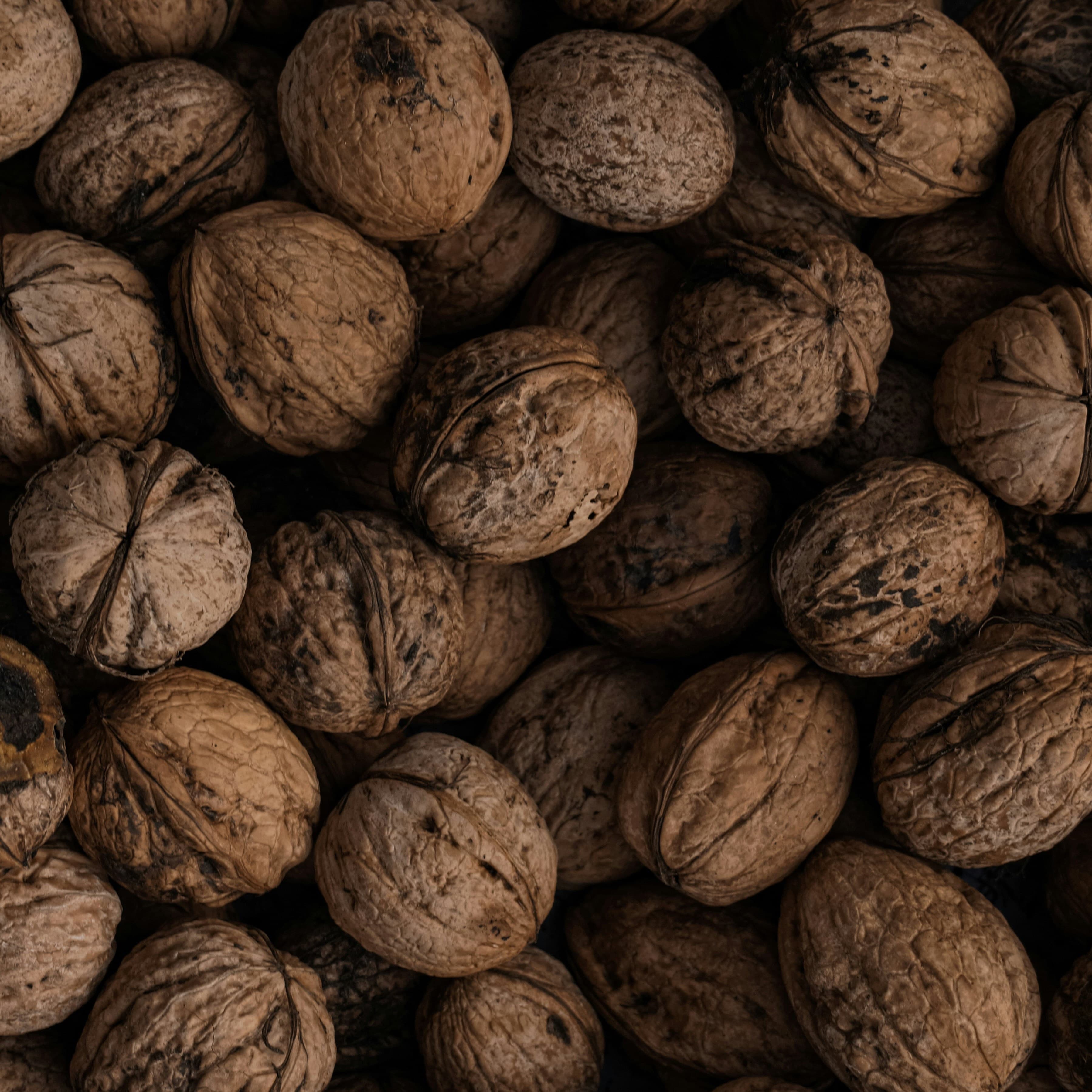 Walnut processing equipment