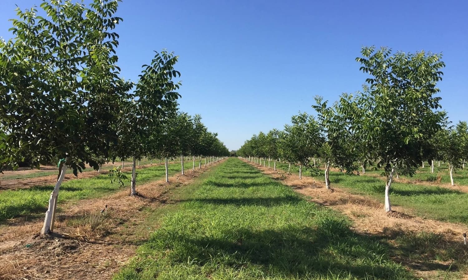 Walnut Orchard Establishment in Georgia