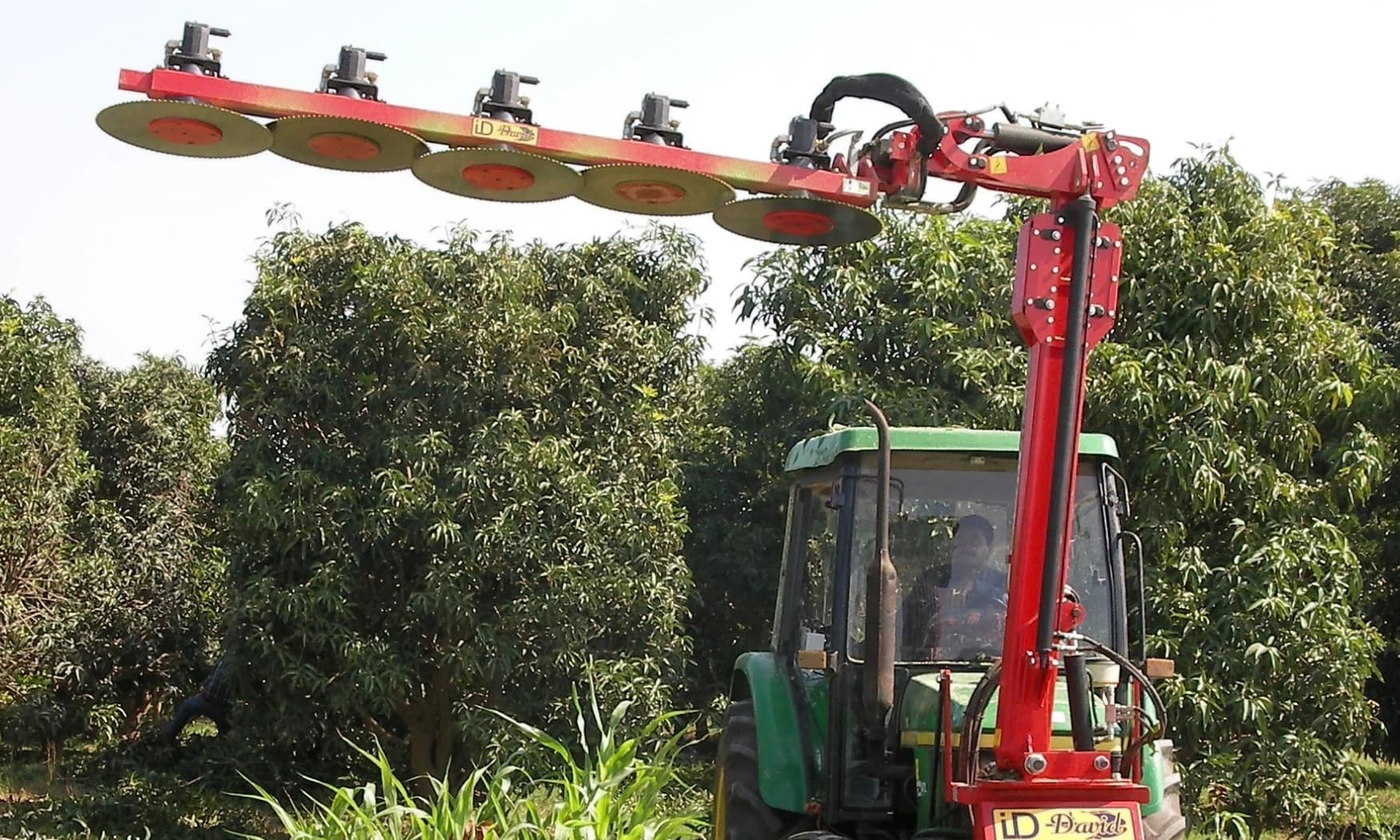 Walnut Orchard Care & Maintenance in Moldova