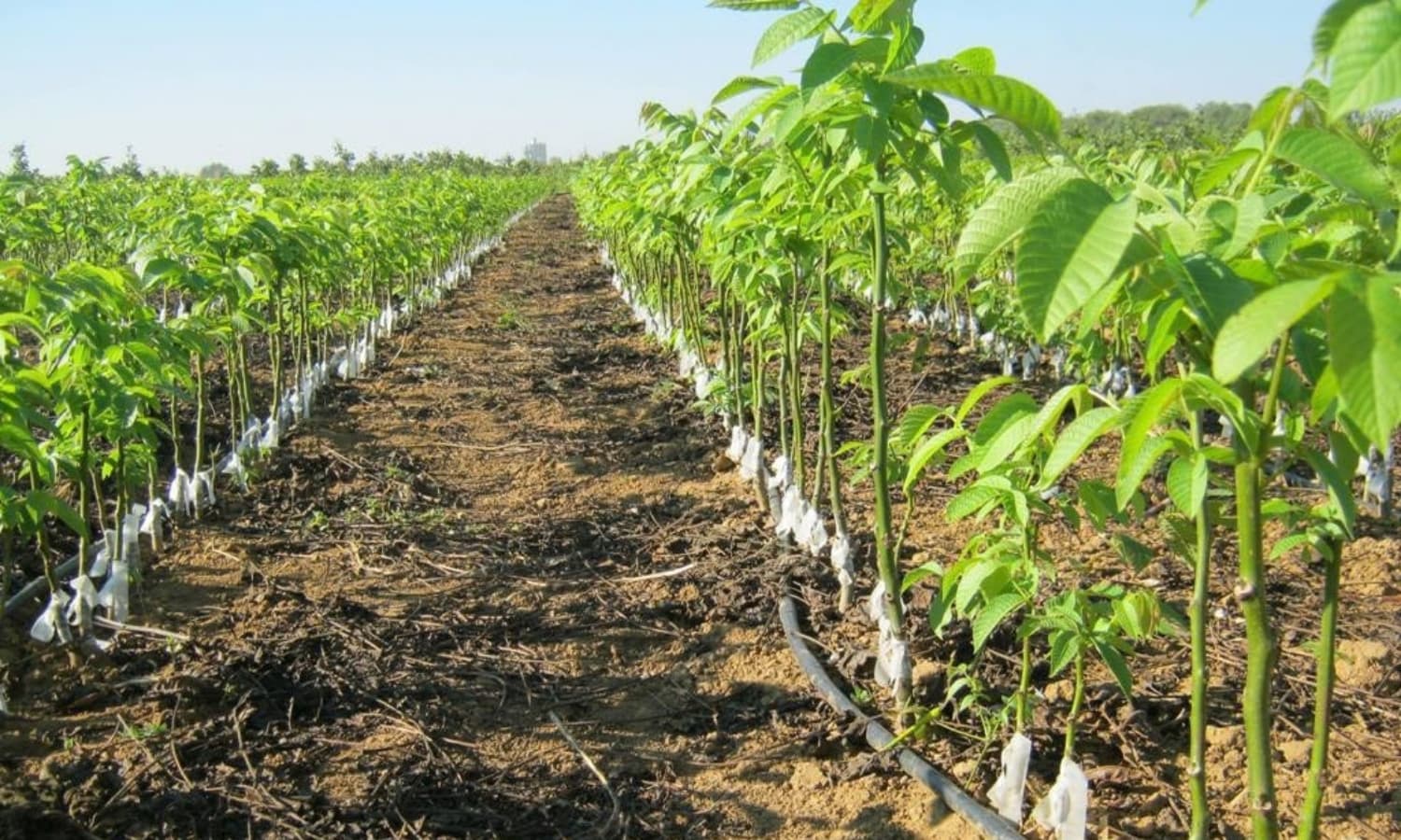 Walnut Orchard Establishment in Algeria