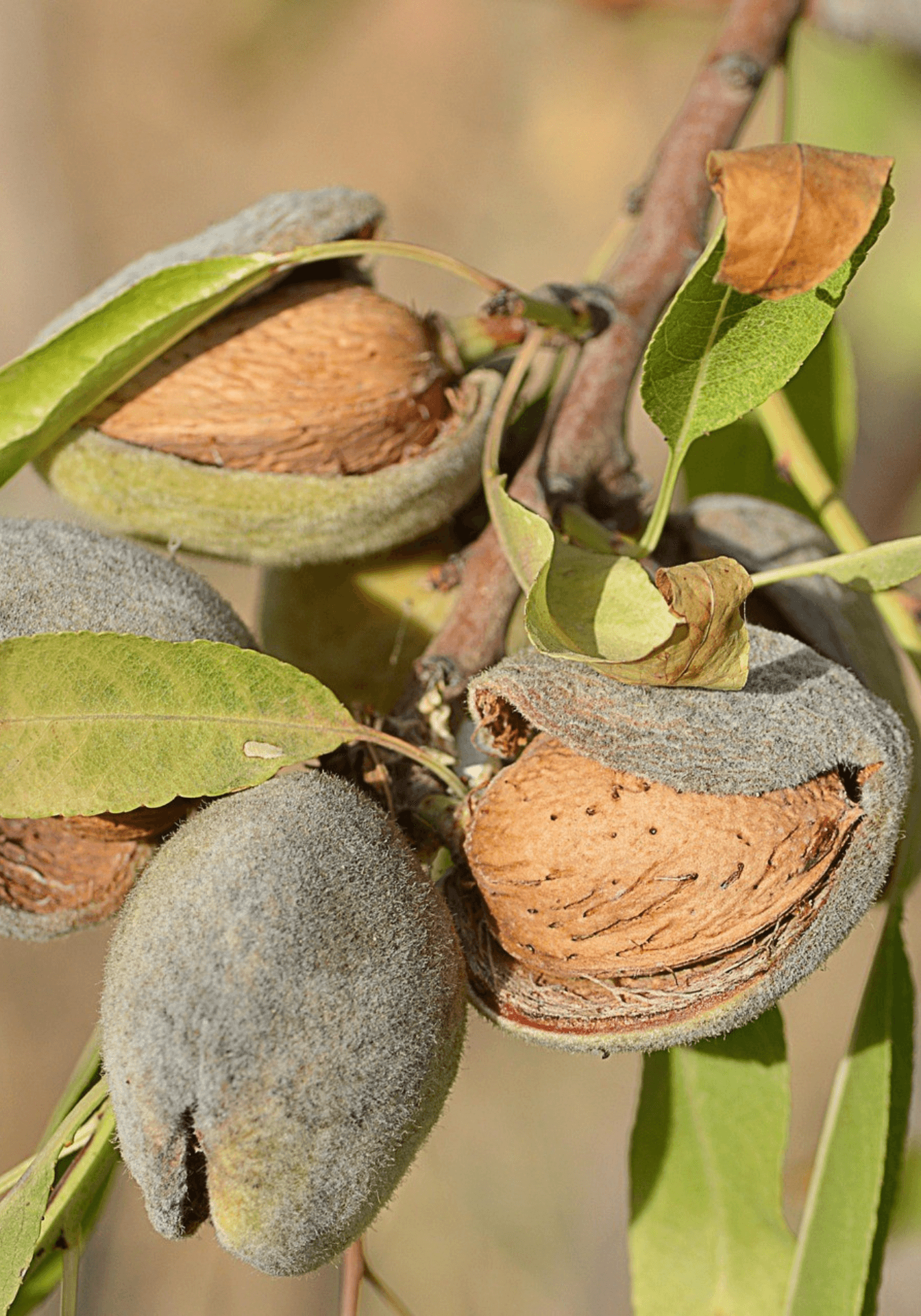 Managing Almond Harvest Quality as Orchards Expand - OVE Europe blog article cover image